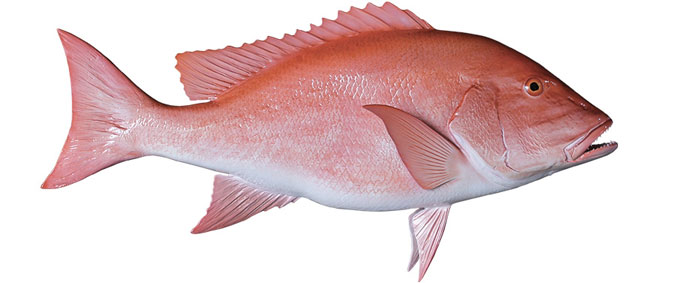 Red Snapper Fish Red Snapper Fish