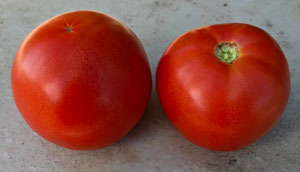 Tomato Red Snapper Tomato Red Snapper