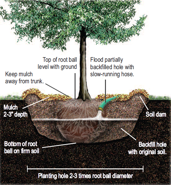 Trees and Shrubs Planting