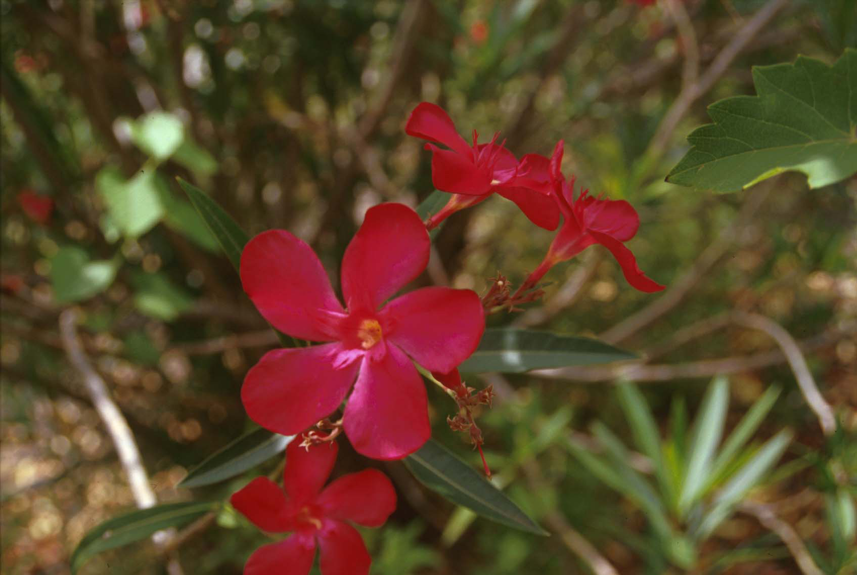 false oleander scale - Pseudaulacaspis cockerelli (Cooley)