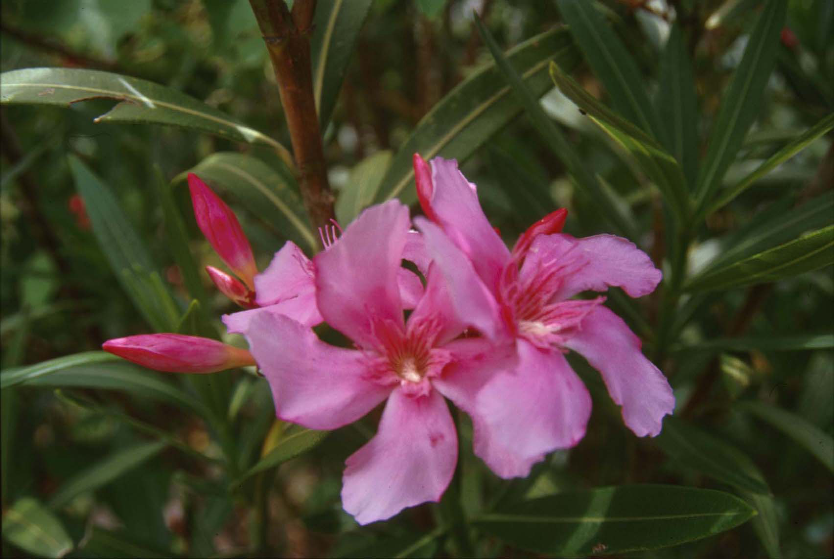 false oleander scale - Pseudaulacaspis cockerelli (Cooley)