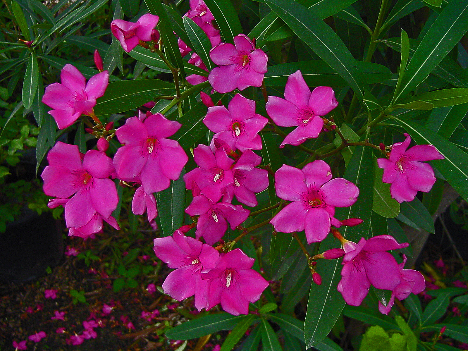 PLANTanswers Plant Answers > NEW COLDHARDIER OLEANDERS