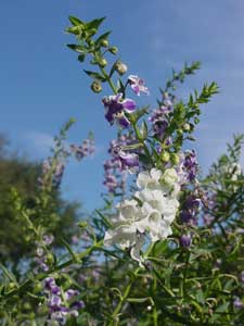 Angelonia white with blue