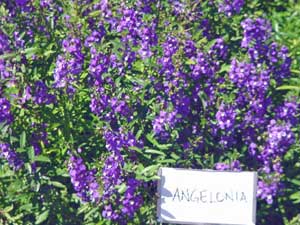 Angelonia