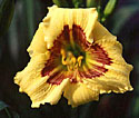 photo of daylily variety Jason Salter