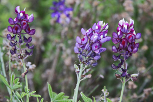 Purple enough Purple enough