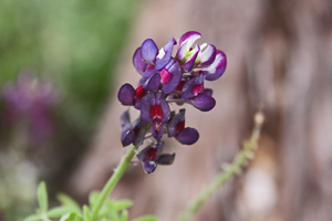 Purple flower Purple flower