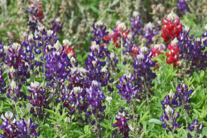 Purple Plants Purple Plants
