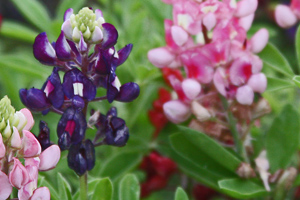 Purple with Pink Purple with Pink