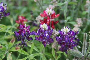 Purple with red 2 Purple with red 2
