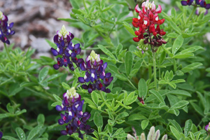 Purple with red Purple with red