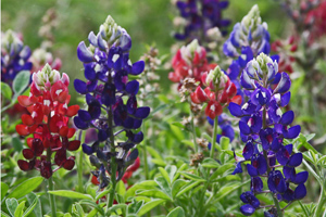 Red, Lady Bird Royal Blue, Standard Blue Red, Lady Bird Royal Blue, Standard Blue