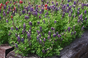 Purple Heart Plant 2016 Purple Heart Plant 2016