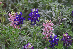 Abbott Pink and Lady Bird Royal Blue bluebonnets