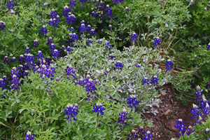 Bluebonnet with white powdery mildew Bluebonnet with white powdery mildew