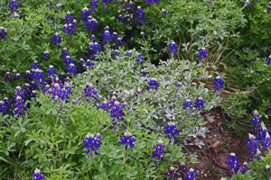 Bluebonnet with white powdery mildew