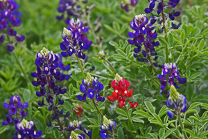 Lady Bird Johnson Royal Blue, red and regular bluebonnet