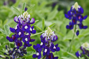 Lady Bird Johnson Royal Blue bluebonnet closeup