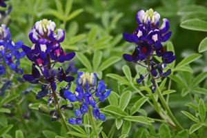 Lady Bird Johnson Royal Blue bluebonnet compared to regular bluebonnet