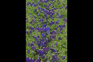 Lady Bird Johnson Royal Blue bluebonnet group