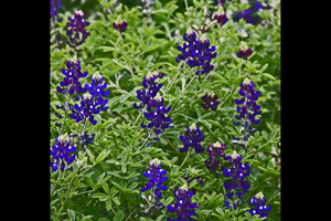 Lady Bird Johnson Royal Blue bluebonnet with regular bluebonnets