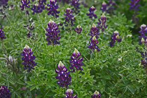 Purple Group 2 Purple Group 2