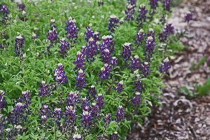 Purple Group Purple Group