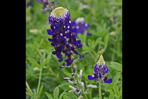 Purple facinated bloom Purple facinated bloom