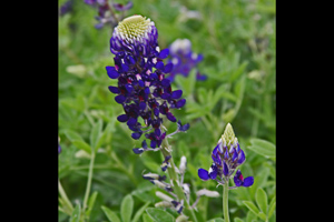 Purple facinated bloom