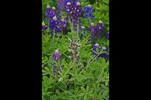 Seed stalk of Lady Bird Johnson Royal Blue bluebonnet