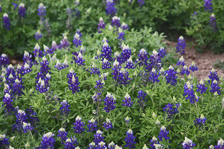 BLUEBONNET PLANTING at VERSTRAETENS on March 2022