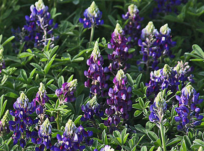 BLUEBONNETS Lady Bird Johnson Royal Blue March 2022
