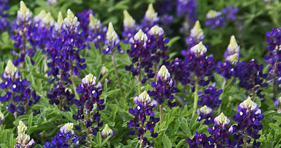BLUEBONNETS Lady Bird Johnson Royal Blue VARANTS in March 2022