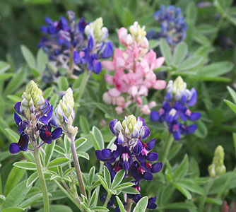BLUEBONNETS THE MOTHER CARROLL ABBOTT PINK BLUEBONNET SURROUNDED  WITH THE OFFSPRING BLUEBONNETS Lady Bird Johnson Royal Blue COBALT AND STAMDARD  BLUE