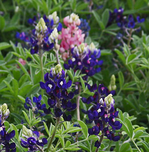 BLUEBONNETS THE MOTHER CARROLL ABBOTT PINK BLUEBONNET in the background SURROUNDED  WITH THE OFFSPRING BLUEBONNETS Lady Bird Johnson Royal Blue COBALT BLUE