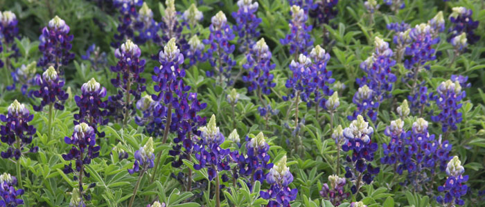 BLUEBONNETS THE STANDARD - left - BLUE BLUEBONNET MEET THE OFFSPRING BLUEBONNETS Lady Bird Johnson Royal Blue COBALT