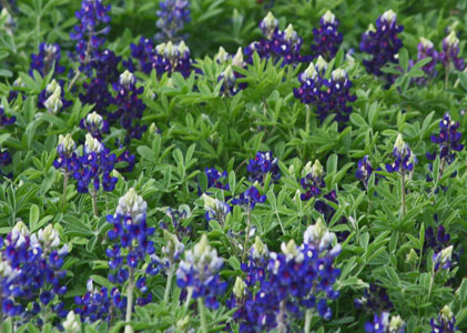 BLUEBONNETS THE STANDARD - lower group and upper group - BLUE BLUEBONNET SURROUNDED  WITH THE OFFSPRING BLUEBONNETS Lady Bird Johnson Royal Blue COBALT