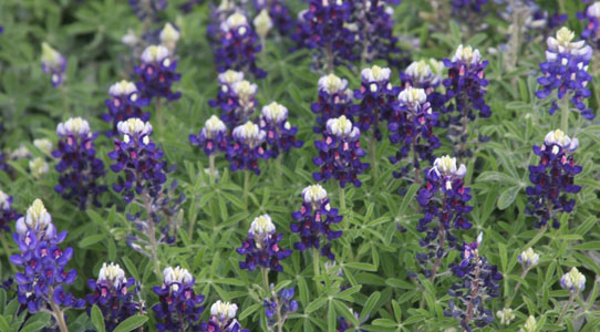 BLUEBONNETS THE STANDARD - lower left - BLUE BLUEBONNET SURROUNDED  WITH THE OFFSPRING BLUEBONNETS Lady Bird Johnson Royal Blue COBALT