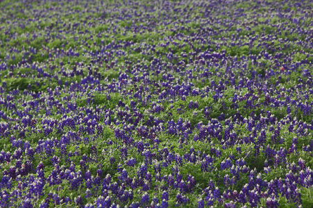 BLUEBONNETS in March 2022 LADY BIRD ROYAL BLUE BLUEBONNETS