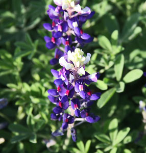 Lady Bird Johnson Royal Blue March 2022