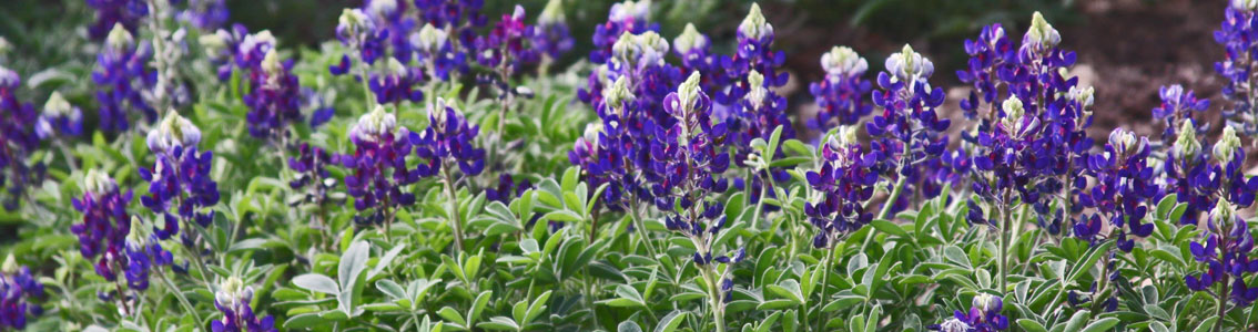 Lady Bird Johnson Royal Blue PLANTING at VERSTRAETENS on March 2022