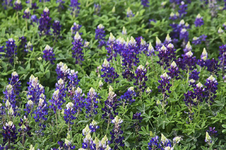 MIX OF Lady Bird and regular blue on March 2022
