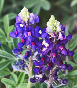 STANDARD BLUEBONNET on left with Lady Bird Johnson Royal Blue on right on March 2022