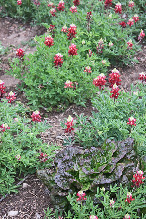 BLUEBONNET RED-MAROON ALAMO FIRE AND FALL COLORED CRAWFORD LETTUCE on March 2022