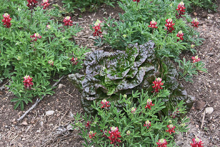 BLUEBONNET RED-MAROON ALAMO FIRE WITH FALL COLORED CRAWFORD LETTUCE on March 2022