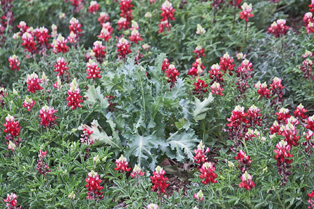 RED-MAROON BLUEBONNETS SURROUNDED BY MAROON POPPIES AT SA BOTANICAL GARDEN 2022