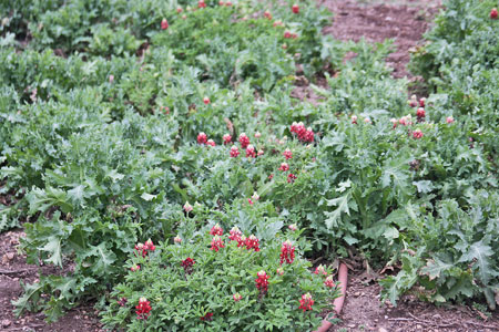 RED-MAROON BLUEBONNETS SURROUND MAROON POPPIES AT SA BOTANICAL GARDEN 2022