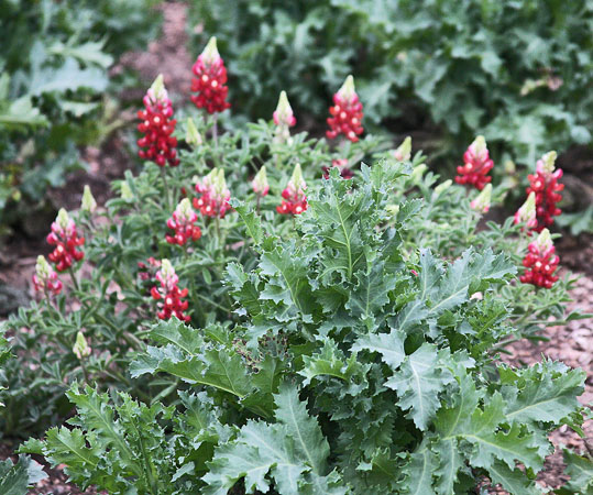 RED-MAROON BLUEBONNETS WITH MAROON POPPIES  GROWING OUT AT SA BOTANICAL GARDEN 2022