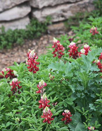 RED-MAROON BLUEBONNETS WITH MAROON POPPIES AT SA BOTANICAL GARDEN 2022
