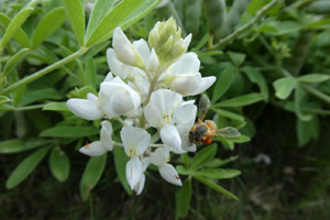 Bluebonnet WHITE with bee BY Ray Stachowiak April 2020